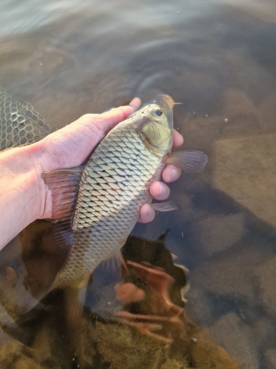 Pant y Llyn wild carp - T from Epsom